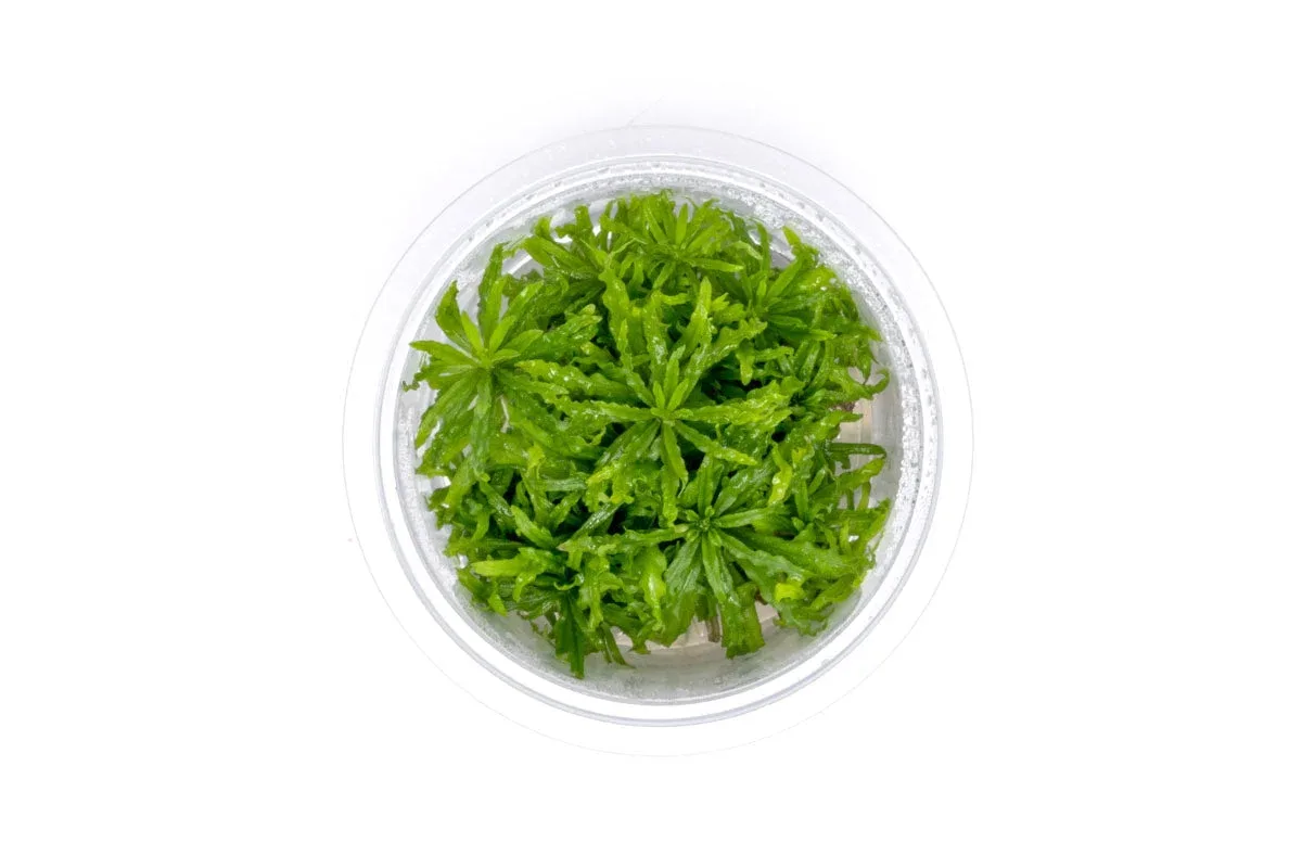 Pogostemon Helferi 'Downoi' Aquatic Farmer Tissue Culture - Image 2
