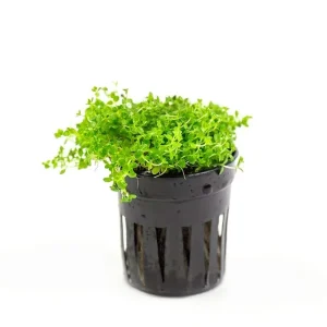 Hemianthus Callitrichoides 'Cuba' (Dwarf Baby Tears)