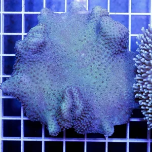 Green Toadstool Mushroom Leather Coral 3.25" WYSIWYG