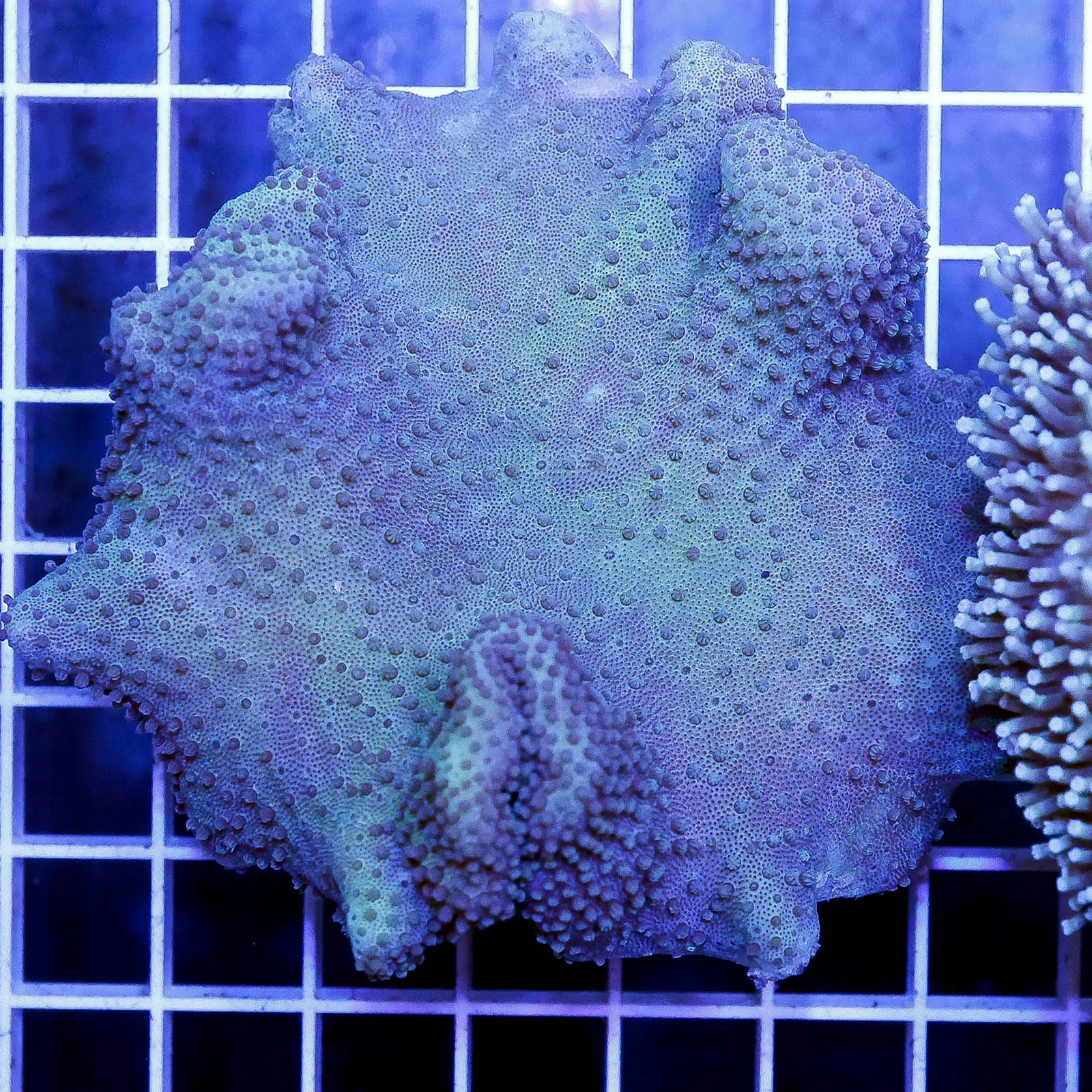 Green Toadstool Mushroom Leather Coral 3.25" WYSIWYG