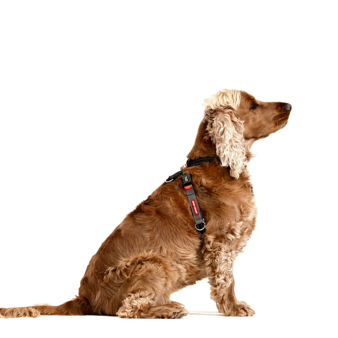 Crosscheck™ Dog Harness - Image 2