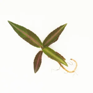 Ardisia Sp Pink Line Type 1