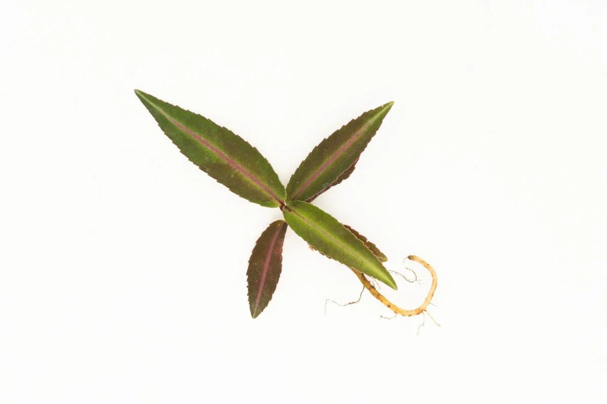 Ardisia Sp Pink Line Type 1