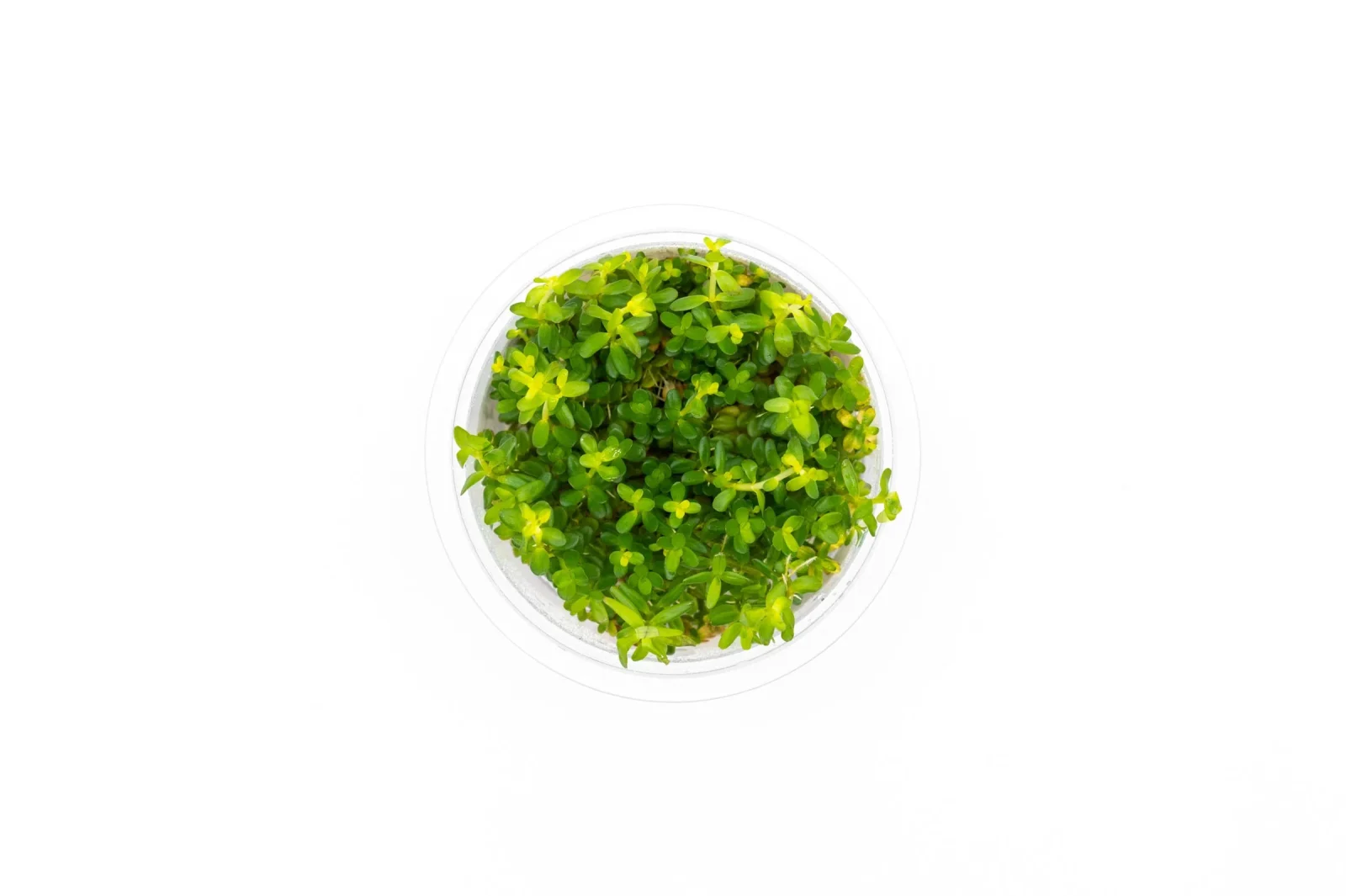 Rotala Mexicana Aquatic Farmer Tissue Culture - Image 2