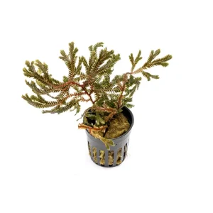 Selaginella sp. Brown