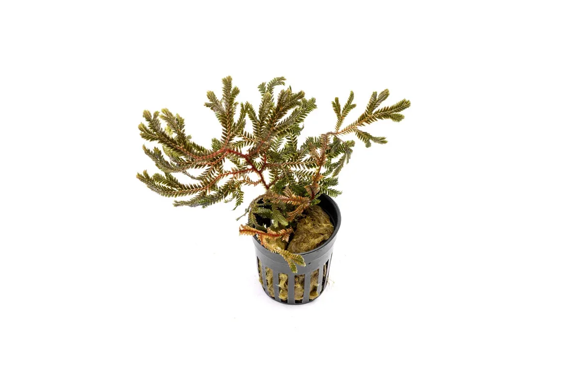 Selaginella sp. Brown