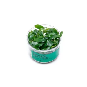 Homalomena Sp Sekadau South UNS Tissue Culture