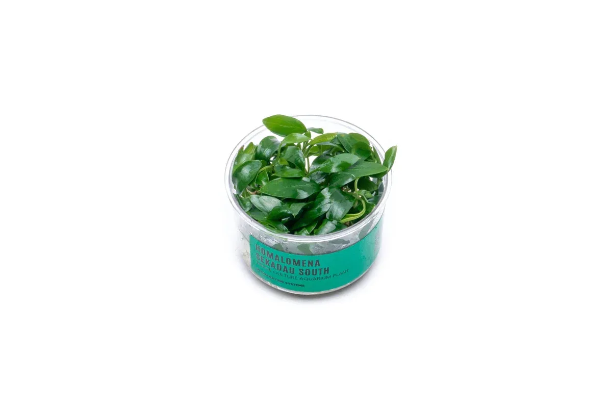 Homalomena Sp Sekadau South UNS Tissue Culture