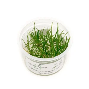 Helanthium Tenellum Micro Aquatic Farmer Tissue Culture