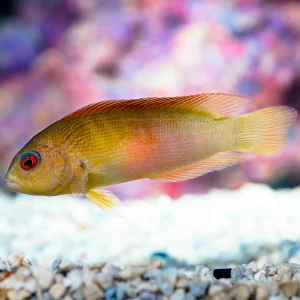 Dampiera Dottyback 4" WYSIWYG