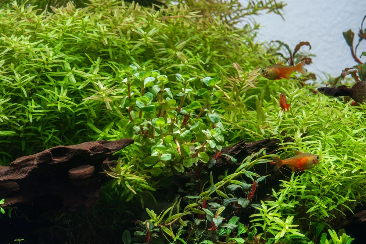 Rotala Wayanad - Image 2