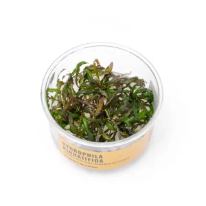 Hygrophila Pinnatifida Tissue Culture