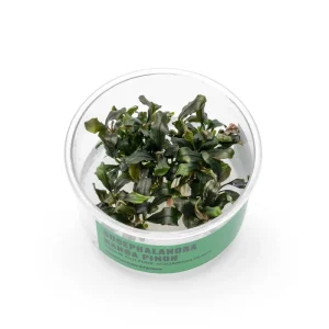 Bucephalandra Nanga Pinoh UNS Tissue Culture
