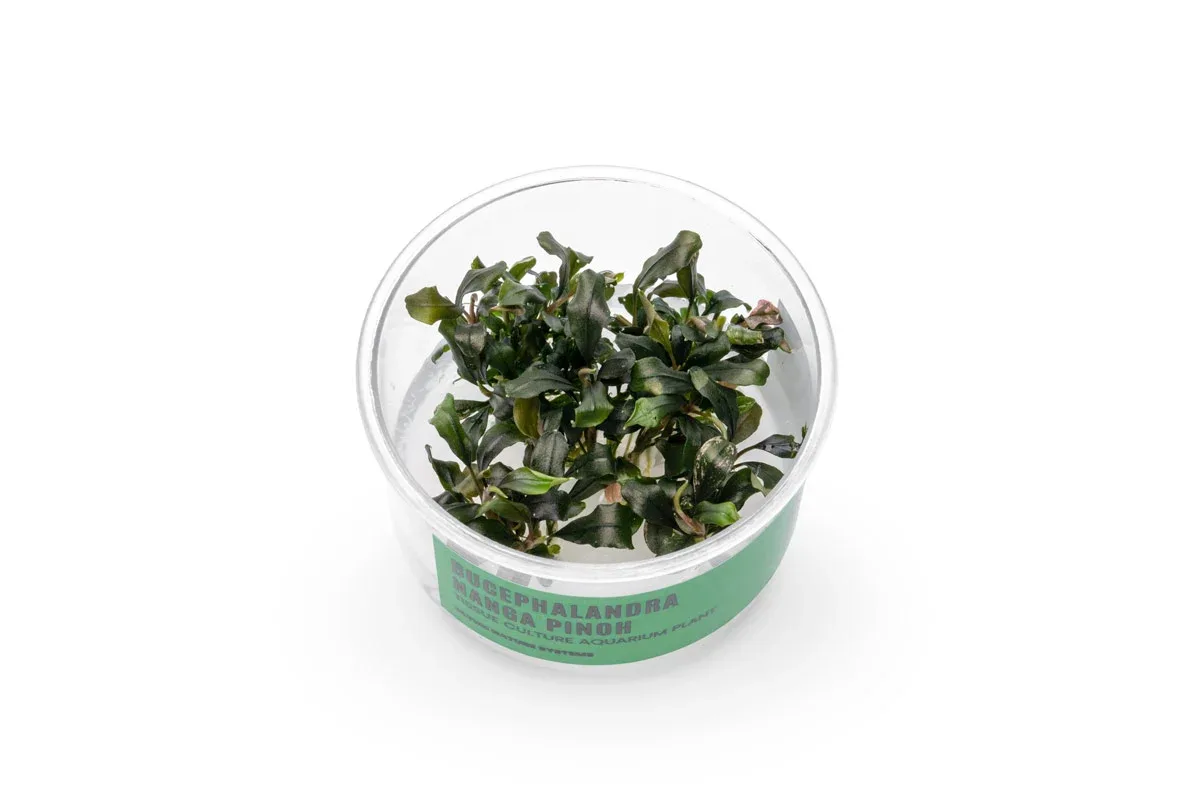 Bucephalandra Nanga Pinoh UNS Tissue Culture