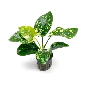 Anubias Barteri 'King'