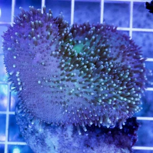 Green Toadstool Mushroom Leather Coral 2.5" WYSIWYG