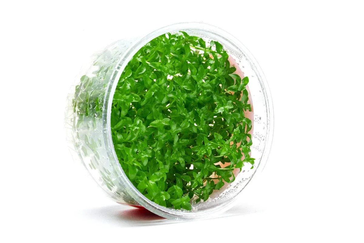 Ludwigia Arcuata UNS Tissue Culture - Image 2
