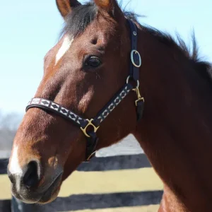 Embroidered Leather Halter - Padded Horse Halter with Brass Hardware