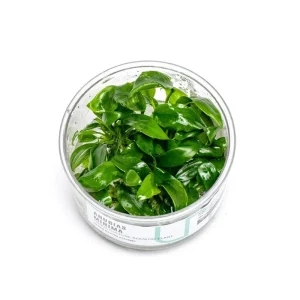 Anubias Minima UNS Tissue Culture