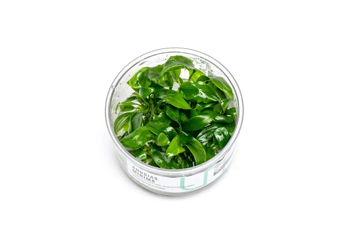 Anubias Minima UNS Tissue Culture