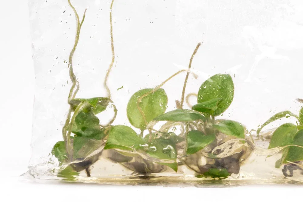 Philodendron Billietiae - Image 2