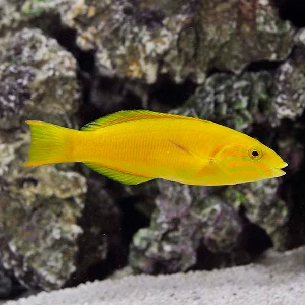 Banana Wrasse - Image 2