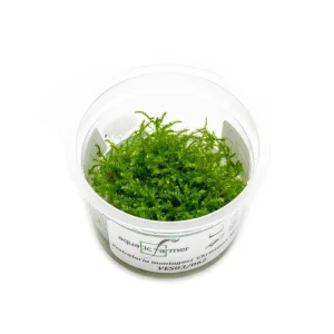 Christmas Moss Aquatic Farmer Tissue Culture