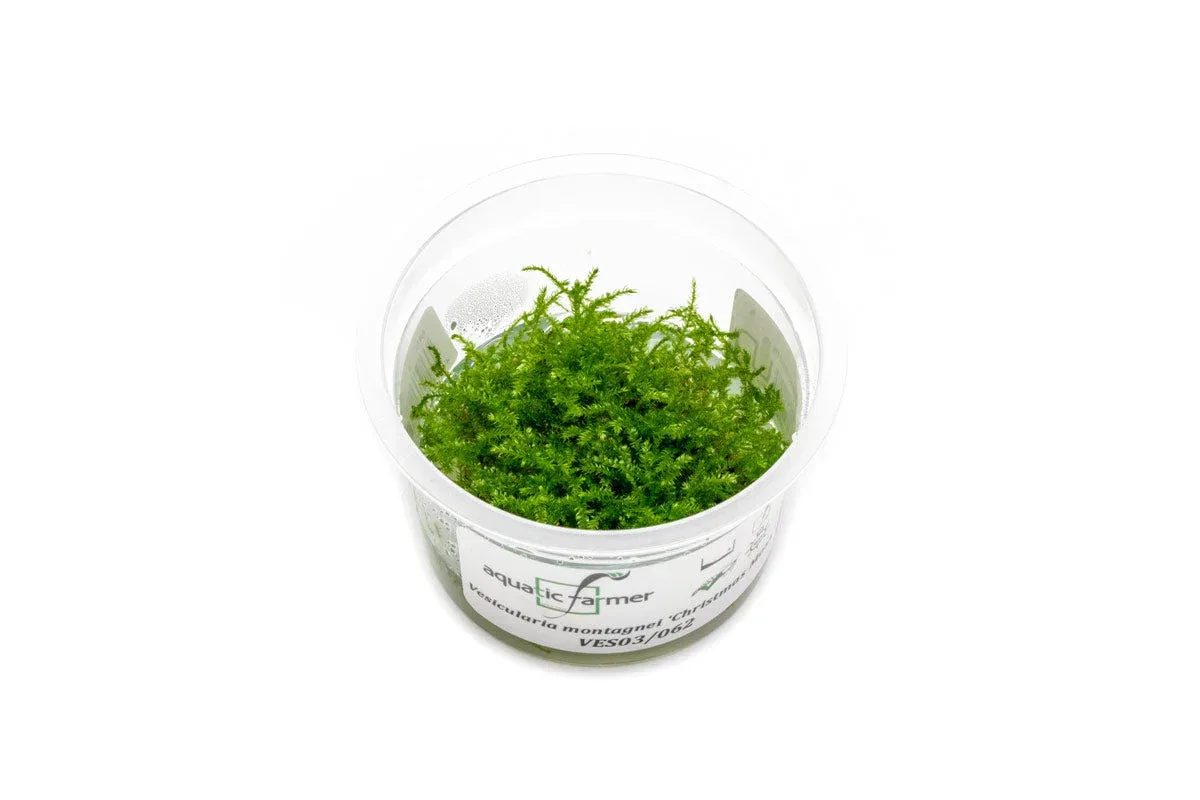 Christmas Moss Aquatic Farmer Tissue Culture