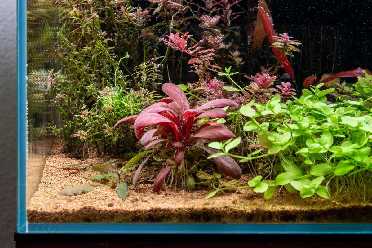 Samolus Parviflorus Red - Image 2