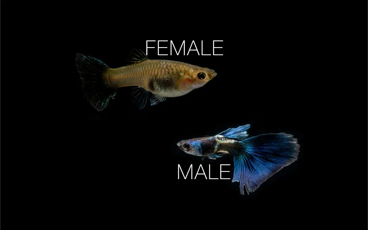 Green Metal Lace Guppies - Breeding Pair - Image 2