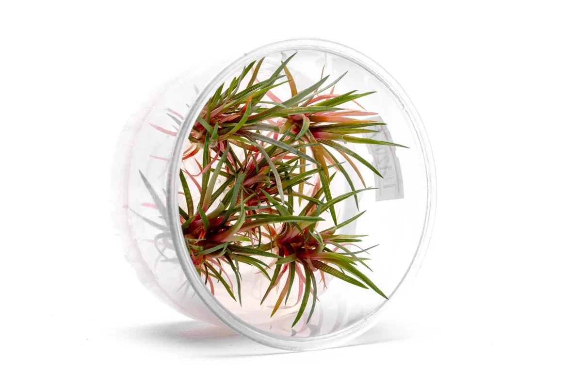 Eriocaulon sp Quinquangulare Red UNS Tissue Culture - Image 2