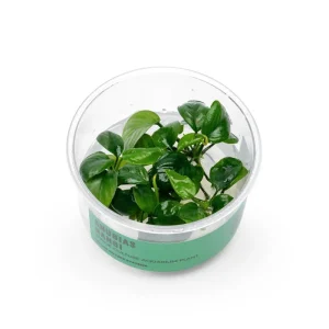 Anubias Nangi UNS Tissue Culture