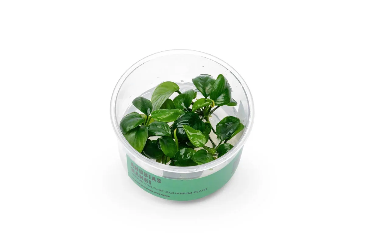 Anubias Nangi UNS Tissue Culture