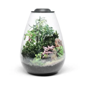 Bio Bowl Terrarium Kit
