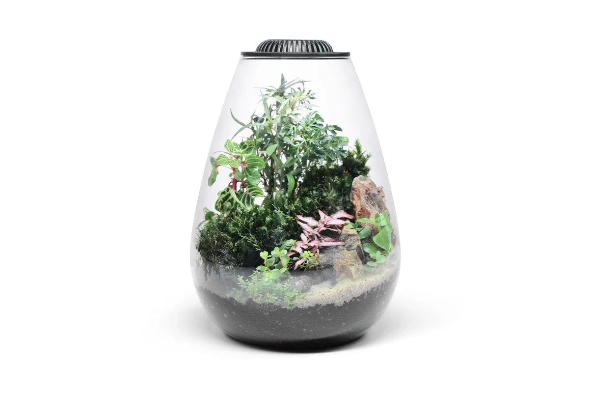 Bio Bowl Terrarium Kit