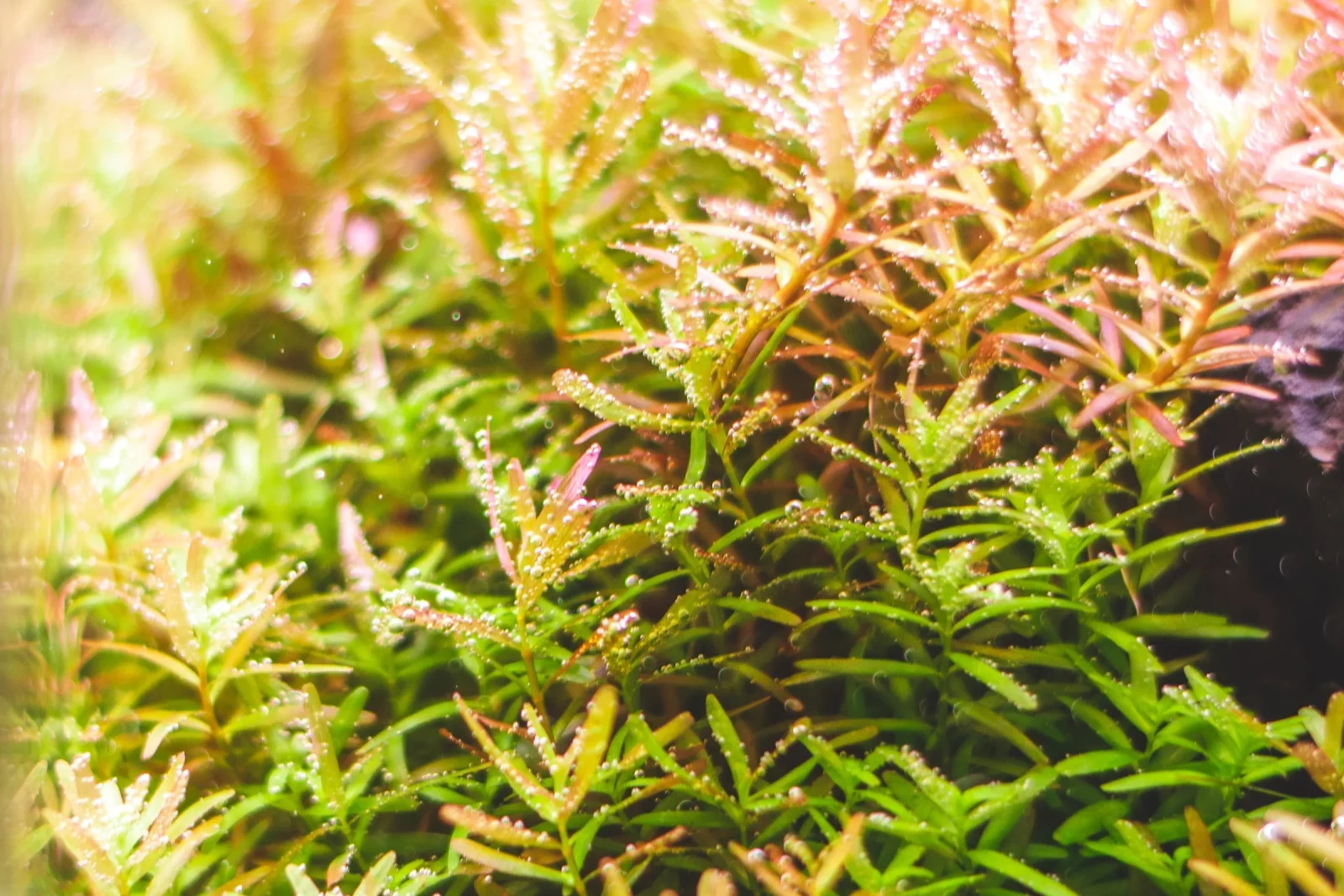 Rotala Indica - Image 2