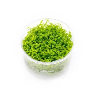 Micranthemum Micranthemoides (Pearl Weed) UNS Tissue Culture