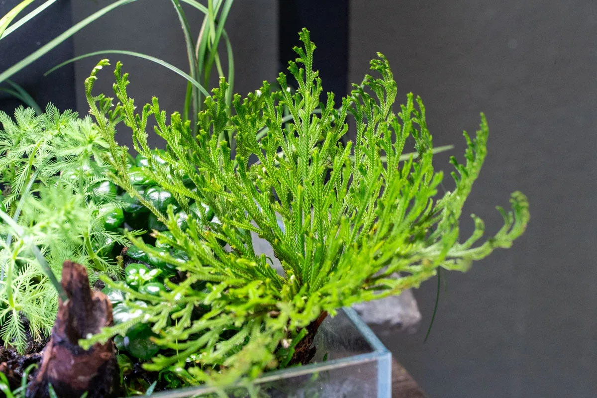Selaginella Pulvinata - Image 2