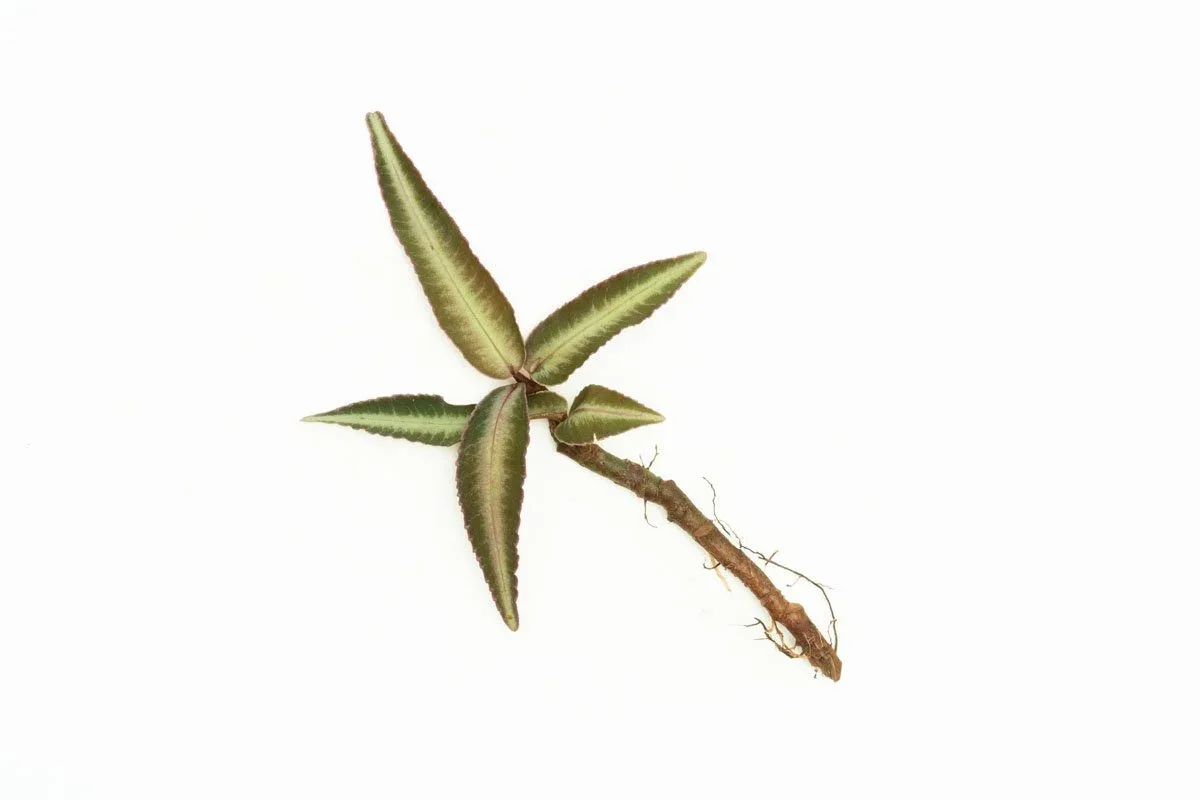 Ardisia Sp Pink Line Type 2 - Image 2
