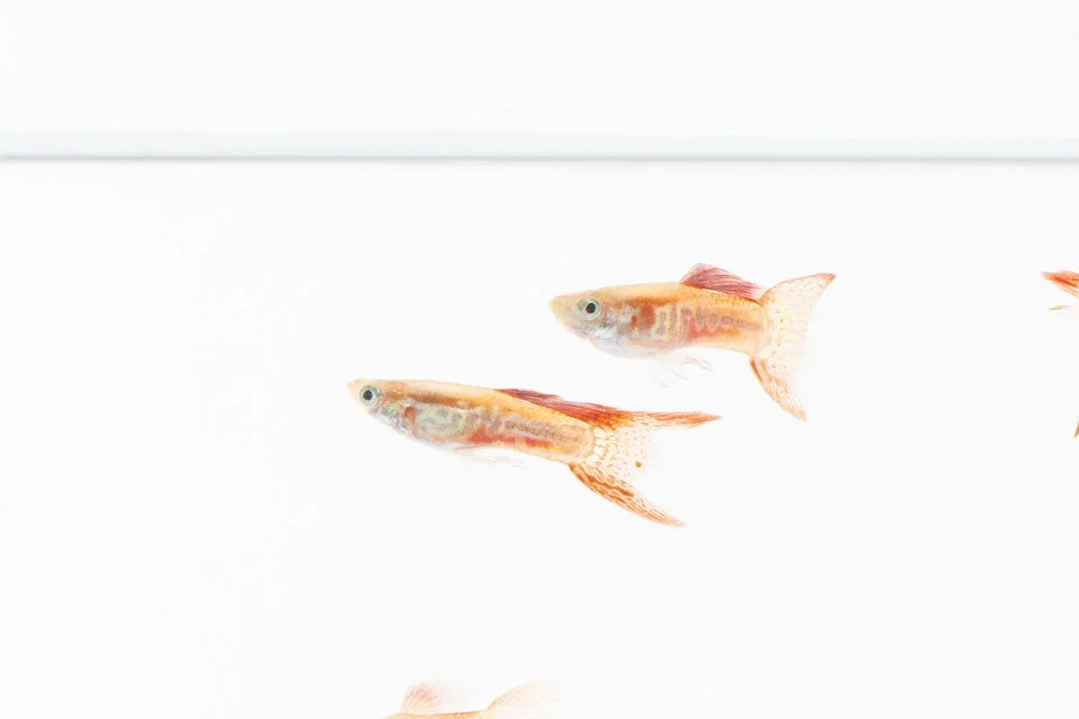Lace Double Sword Guppies - Image 2