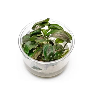 Lagenandra Keralensis UNS Tissue Culture