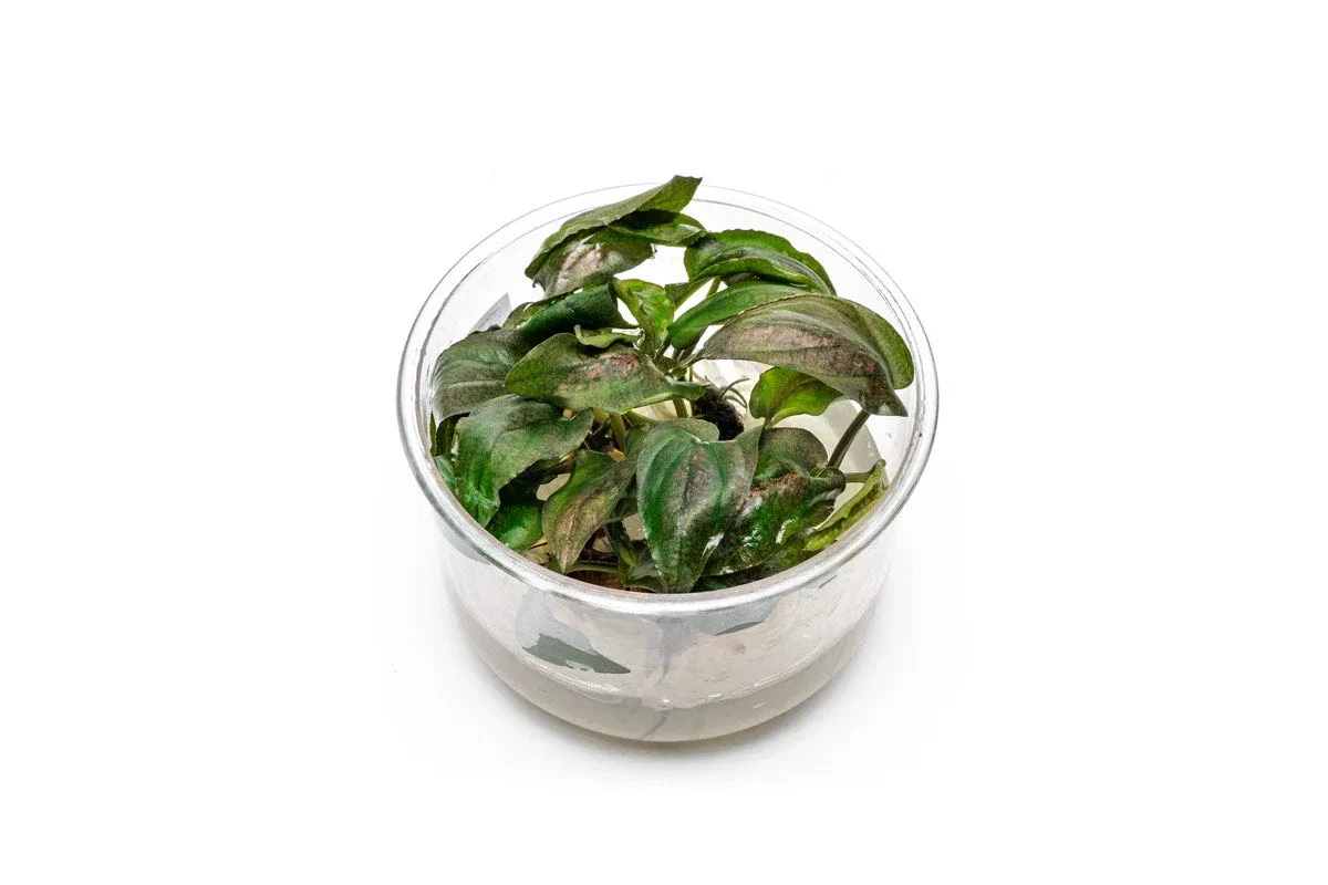 Lagenandra Keralensis UNS Tissue Culture