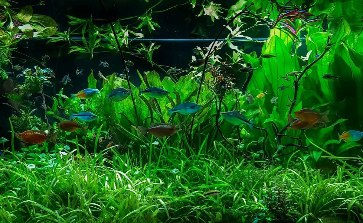 Sagittaria Subulata - Image 2