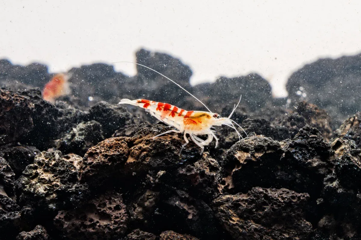 Red Calceo Shrimp - Image 2