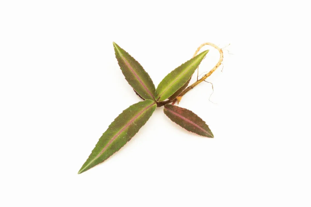 Ardisia Sp Pink Line Type 1 - Image 2