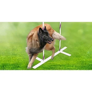 Clean Run How to Train 2x2 Weaves