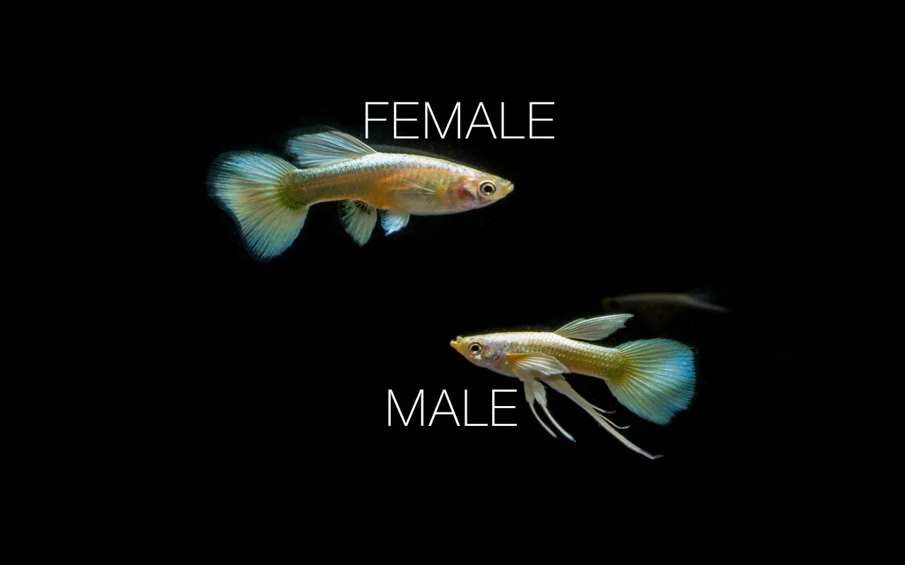 Full Gold Guppies - Breeding Pair - Image 2