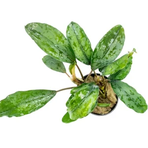 Bucephalandra Green Broad Leaf (Farmed)