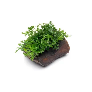 Mini Bolbitis on Driftwood