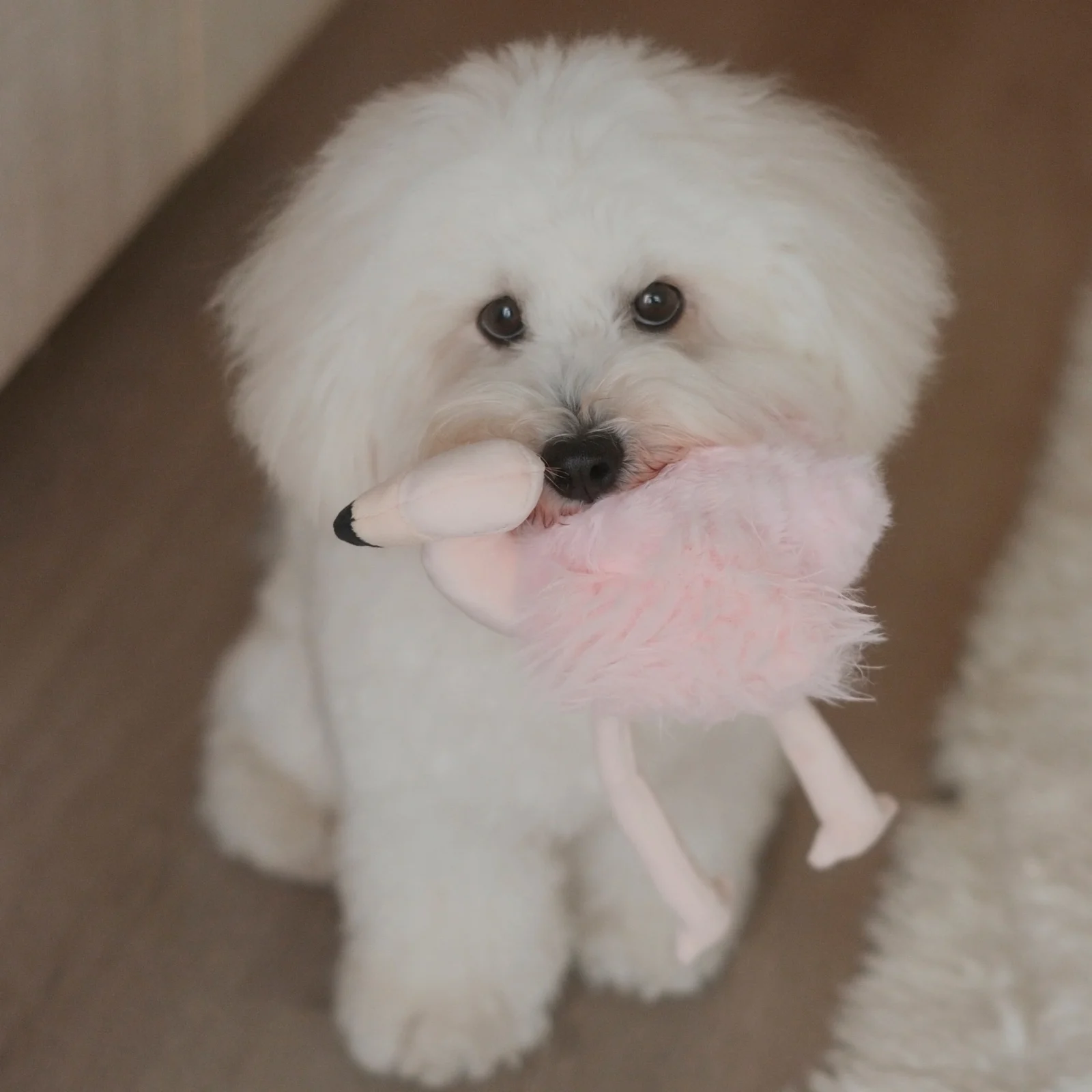 FLAMINGO - Image 2
